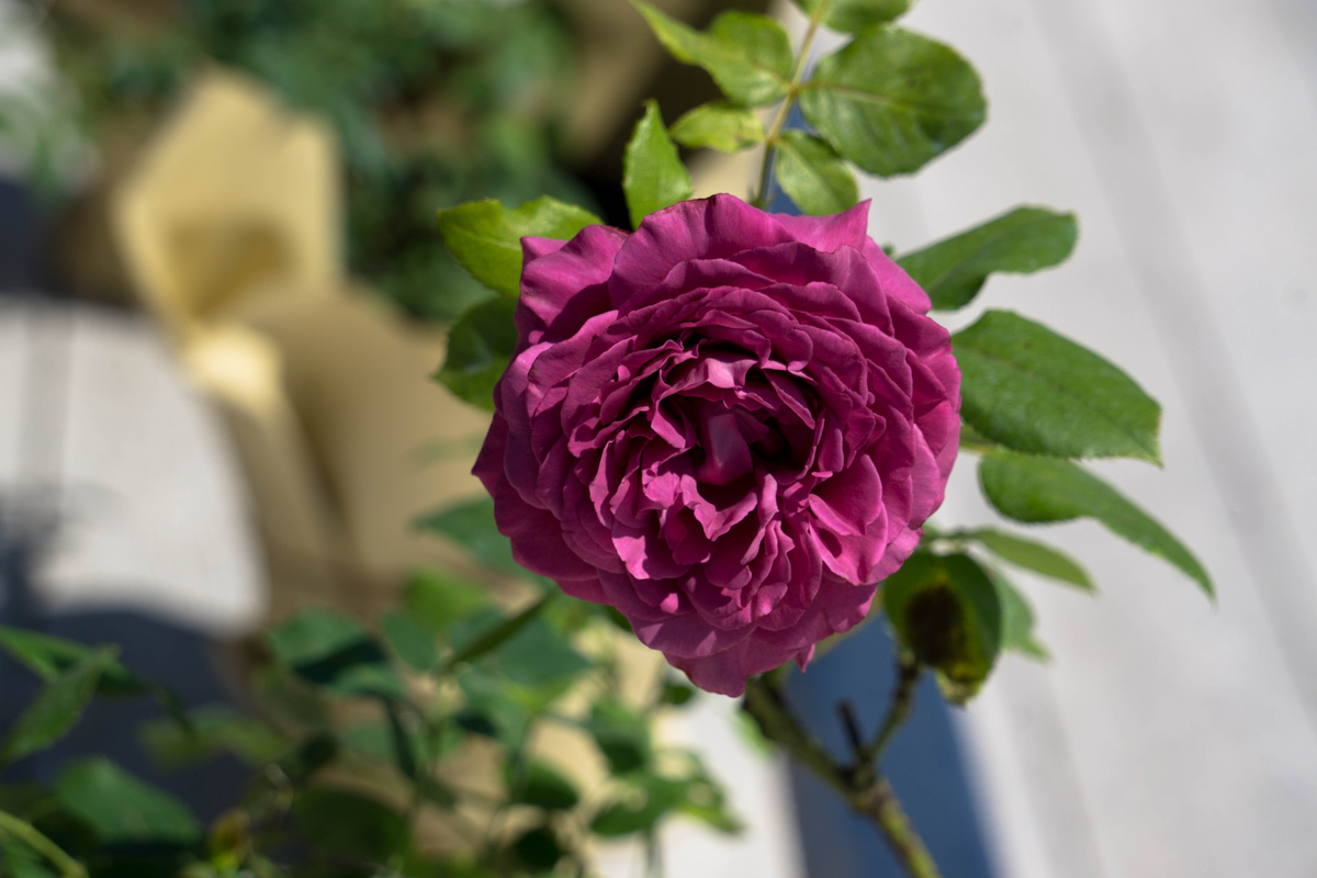 Личное фото автора