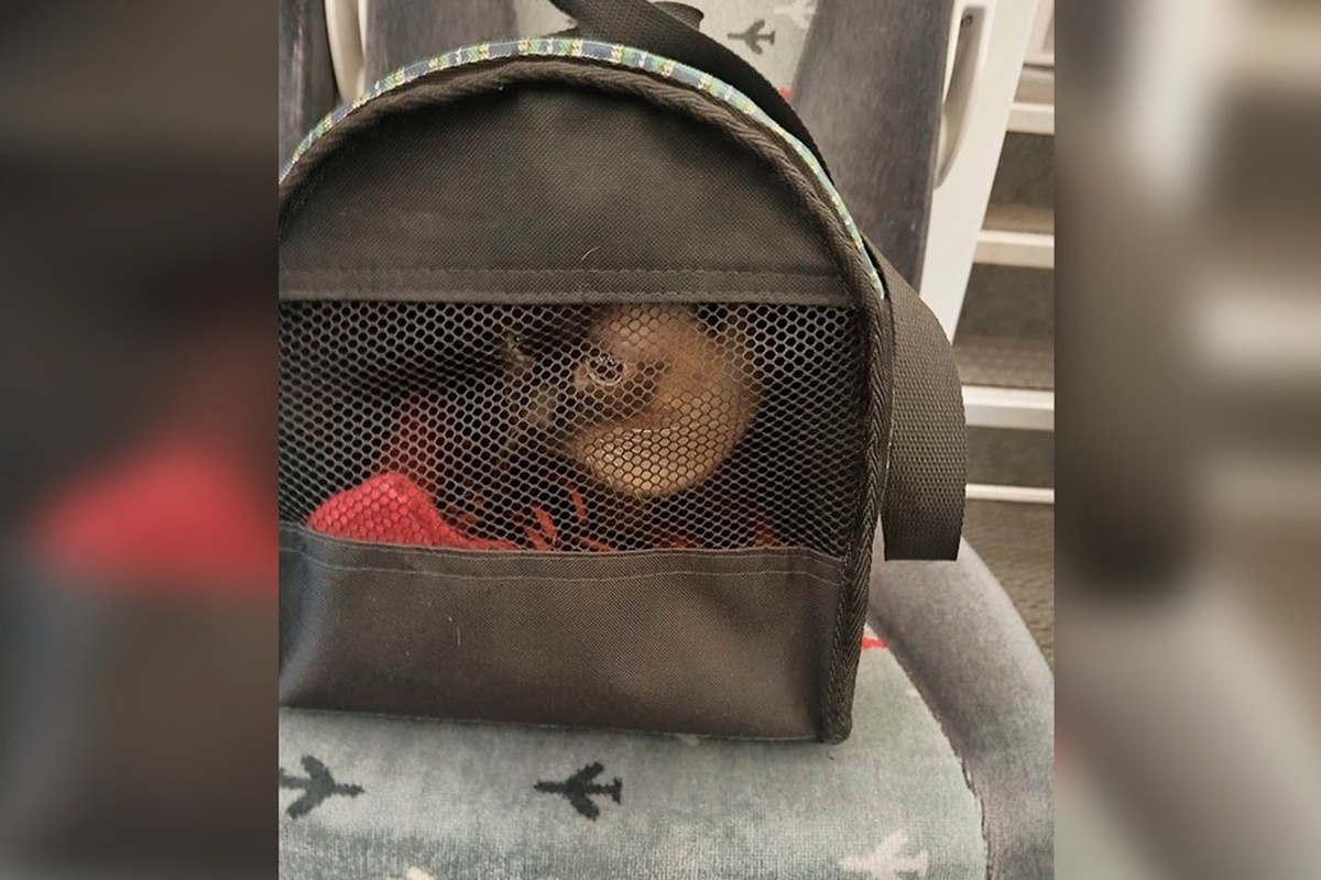 Фото © Telegram / Аэроэкспресс