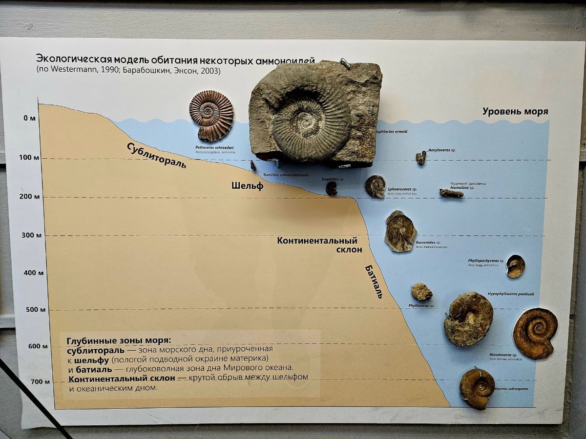 Модель обитания аммонитов