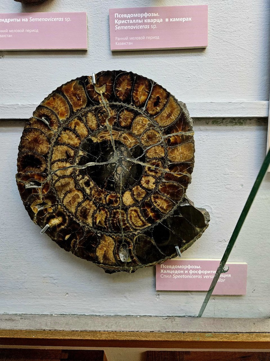 Раковина аммонита, замещенная халцедоном и фосфоритом