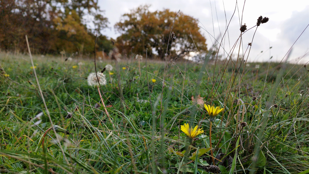 Одуванчики в ноябре. А в центре города, на Большой Морской зацвёл Каштан!