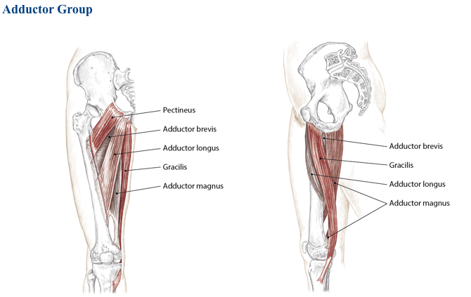 Основная функция - приведение бедра к средней линии тела. Также они способствуют стабилизации и баланса таза и осанки во время стояния, ходьбы или бега.