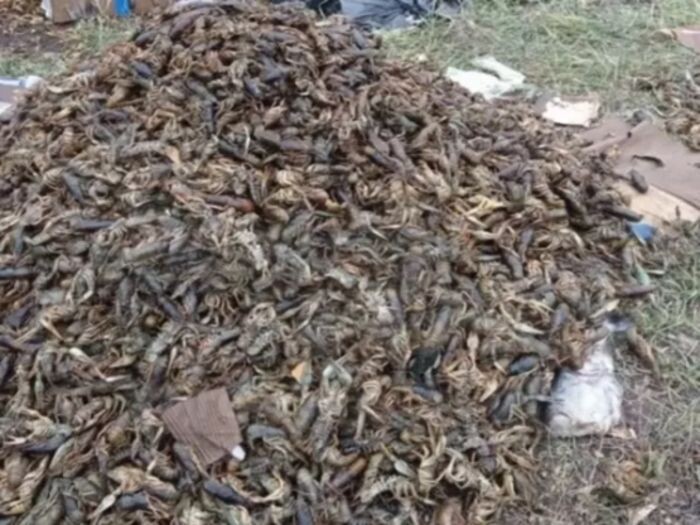 Источник фото: соцсети/скриншот с видео