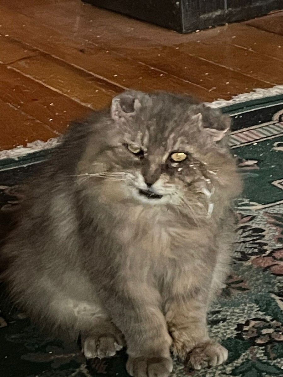 Снова в клетку? Ни за что!!! Везде фото автора.