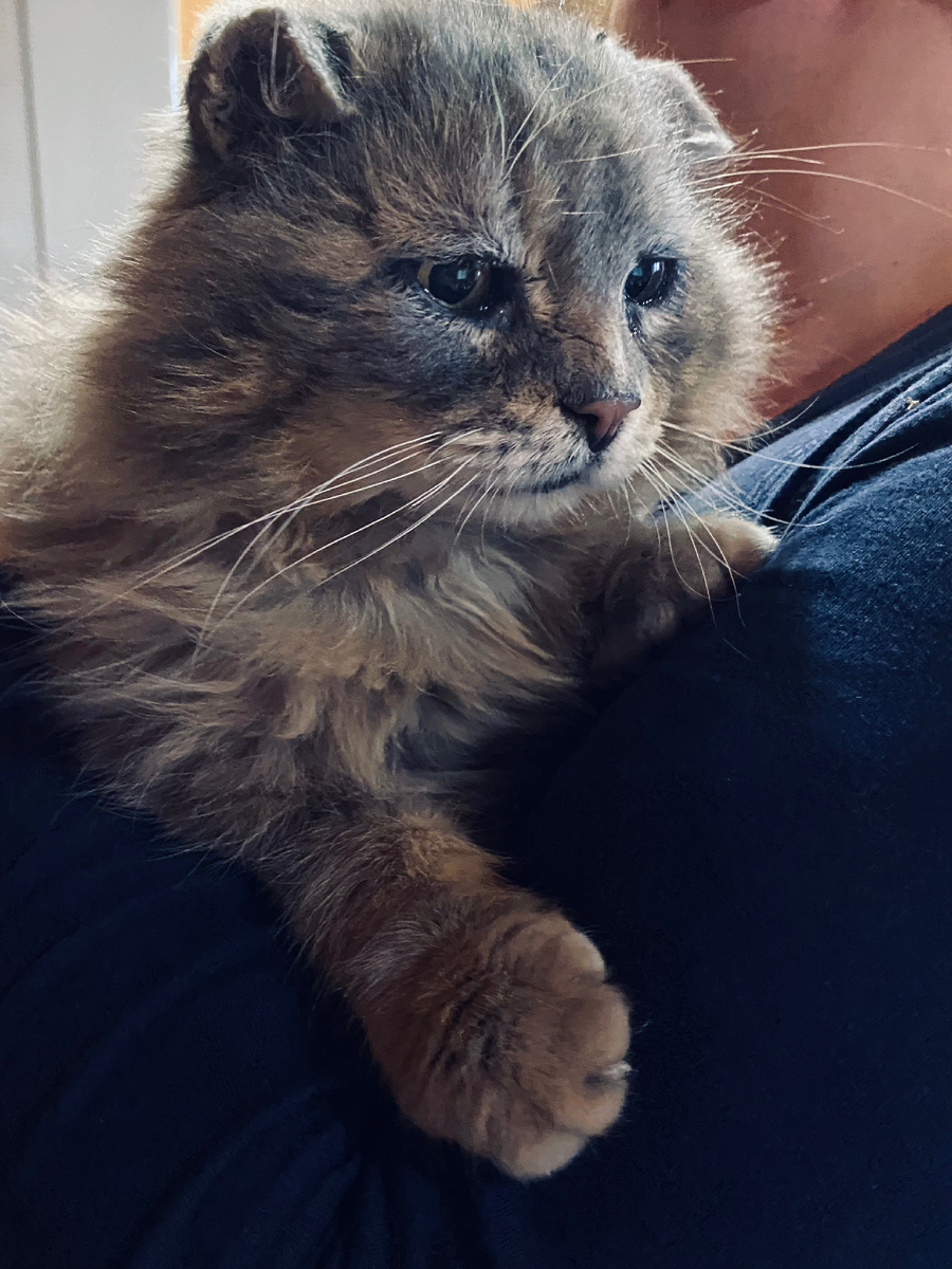 Филя будет жить дома и станет снова милым домашним котиком.