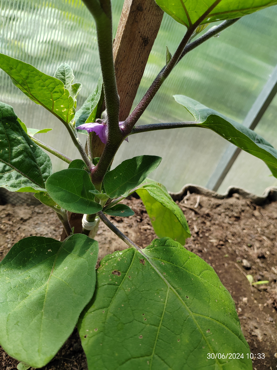 Первый цветочек