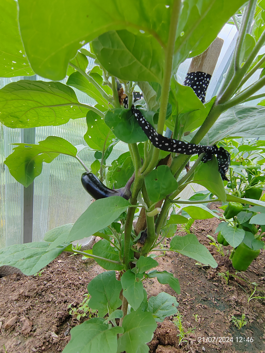 Первая уже подросшая завязь