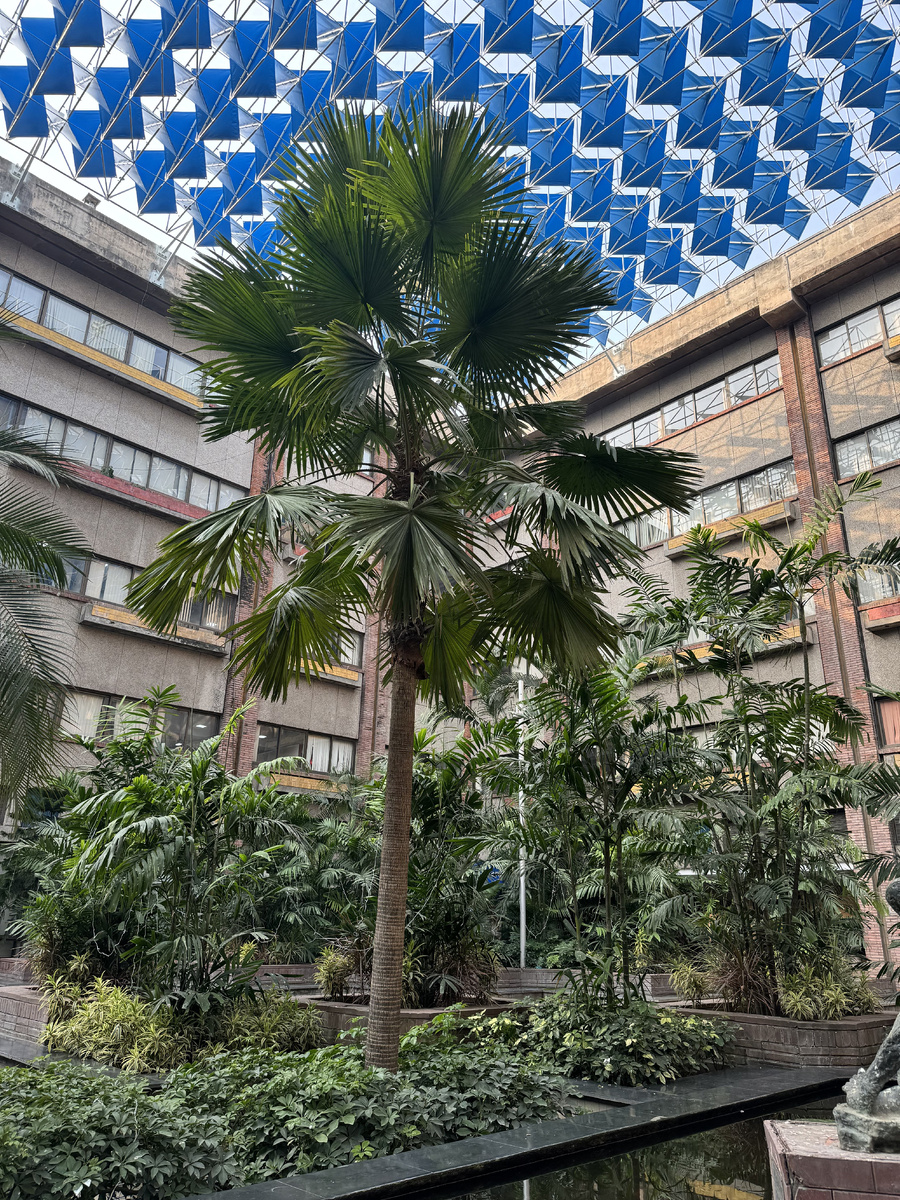 India Habitat Centre Нью-Дели - внутренний сад (ноябрь 2024 г.)