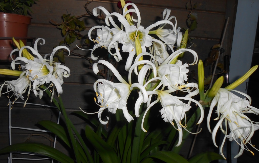 Посмотрите на эту нежность! Все фото мои.