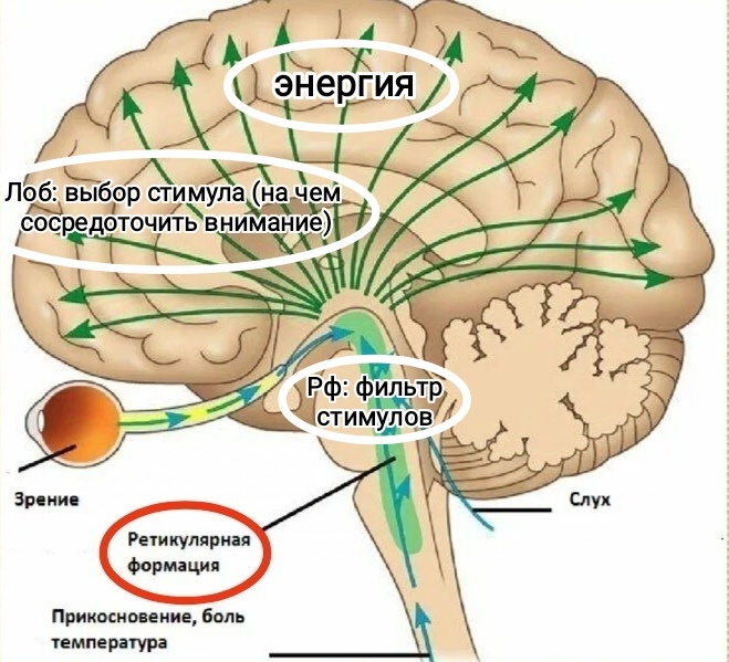 Рис.1 Лобная область и ретикулярная формация ствола