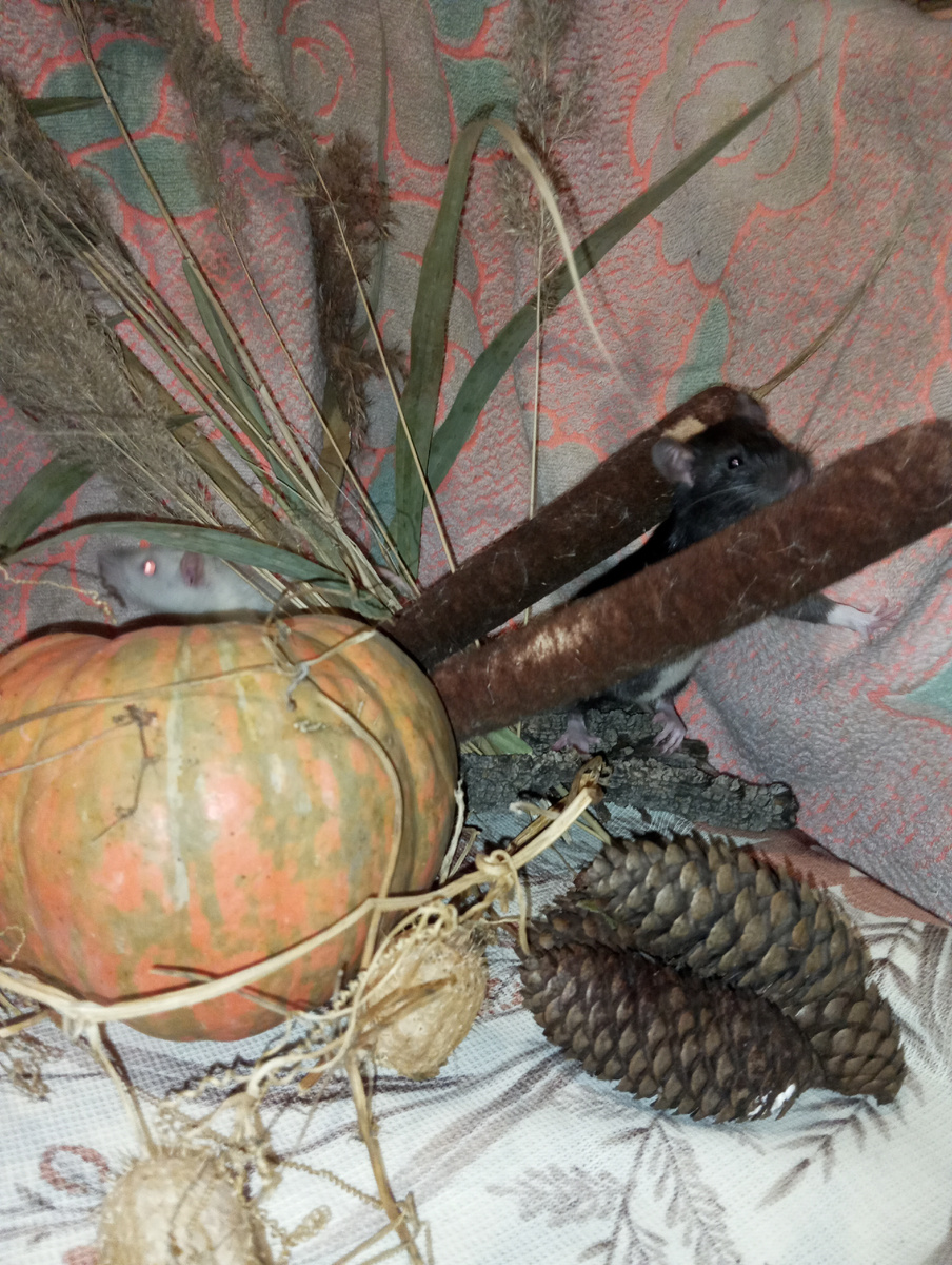 Мои нынешние девочки - Варда и Вайрэ.