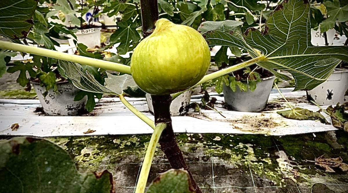 Инжир CdA"Константин де Алжир"