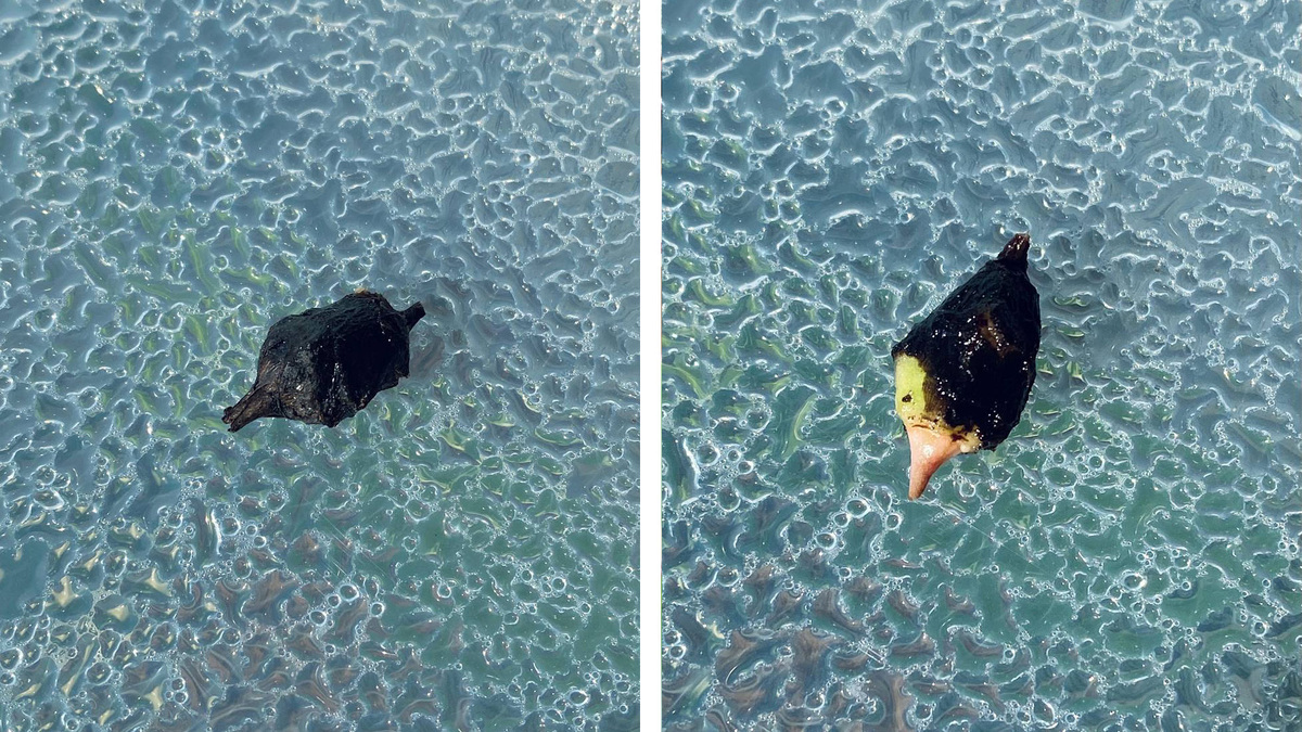 Клубни алоказии Лонгилоба вариегатная