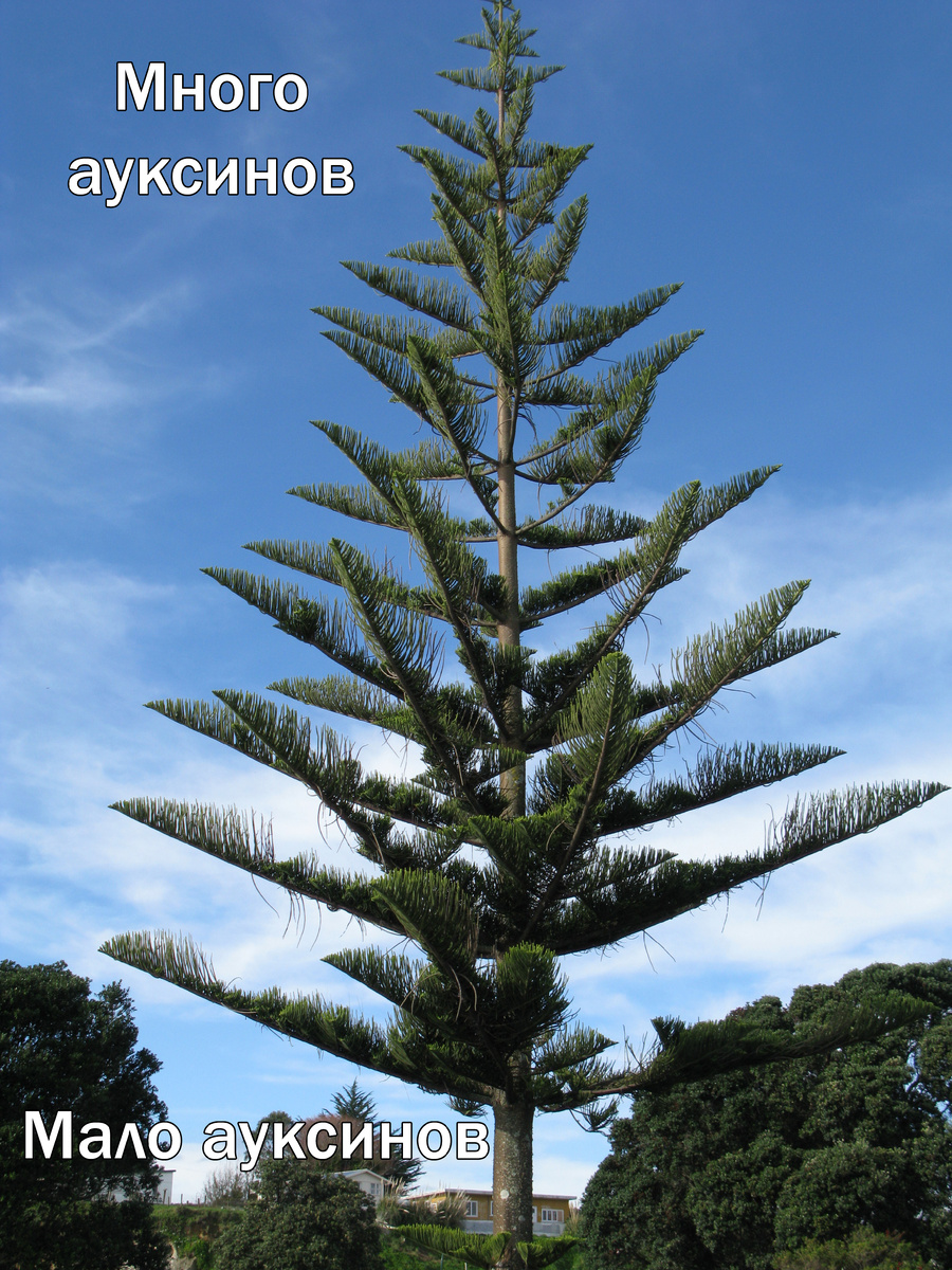 Апикальное доминирование на араукарии