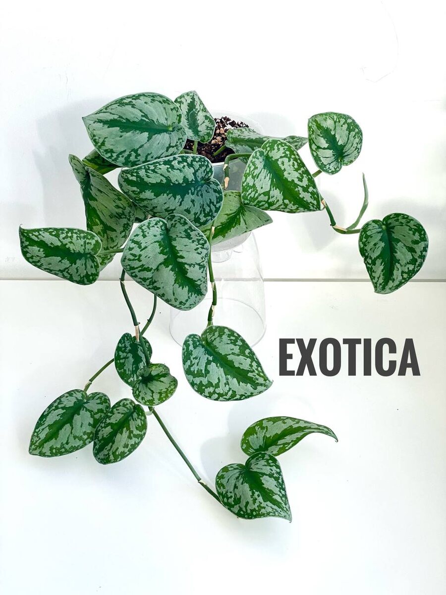Сциндапсус Exotica