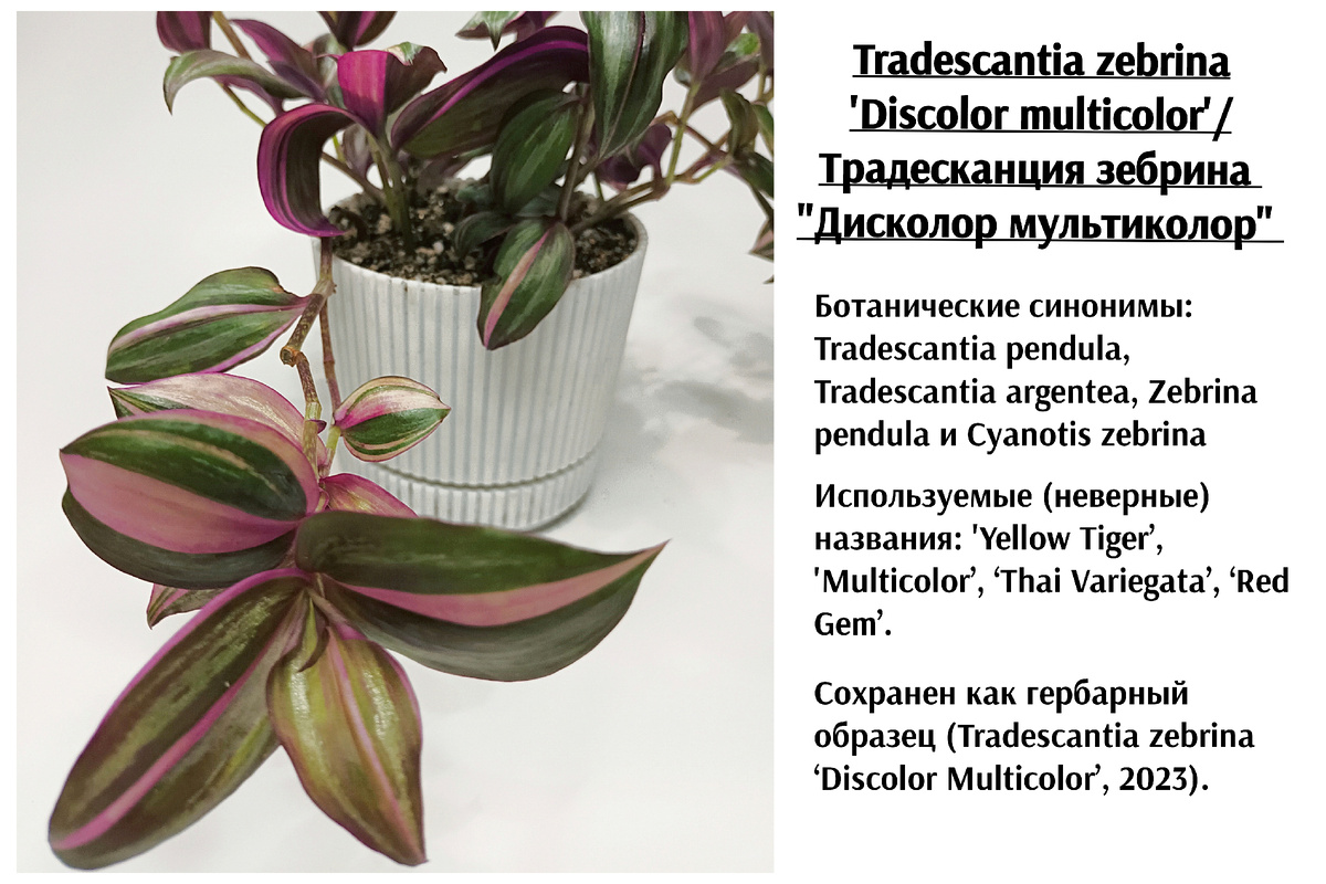 Традесканция зебрина "Дисколор мультиколор"