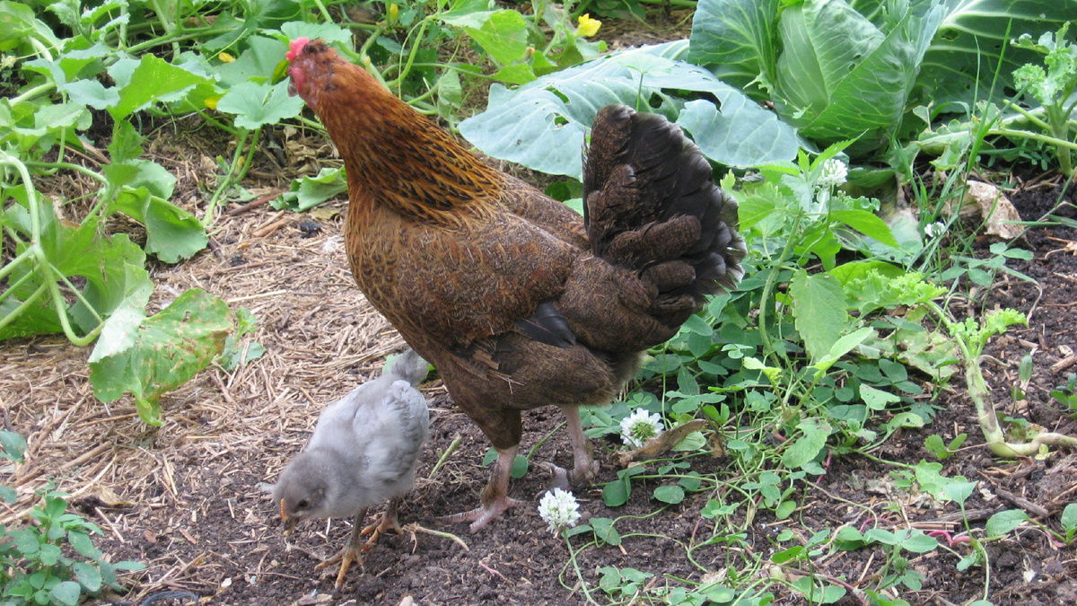 Бентамка и ее сынуля