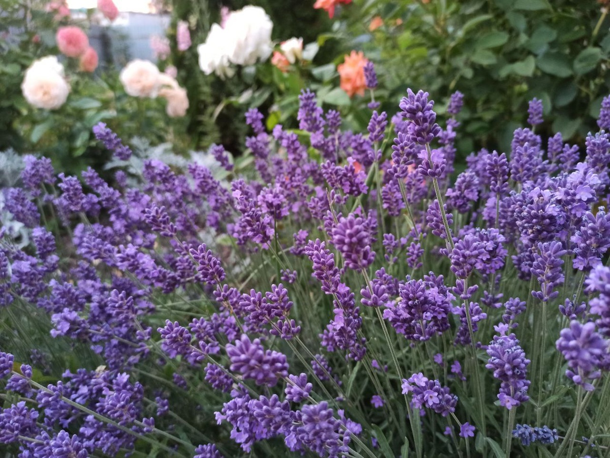 Лаванда - лучшая подружка розы.