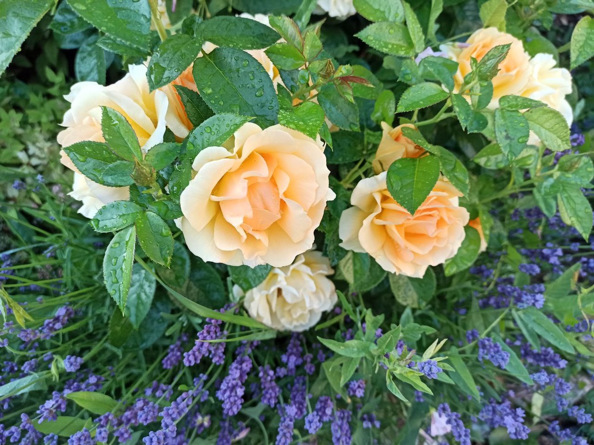 Роза "Ханзенштадт Росток"