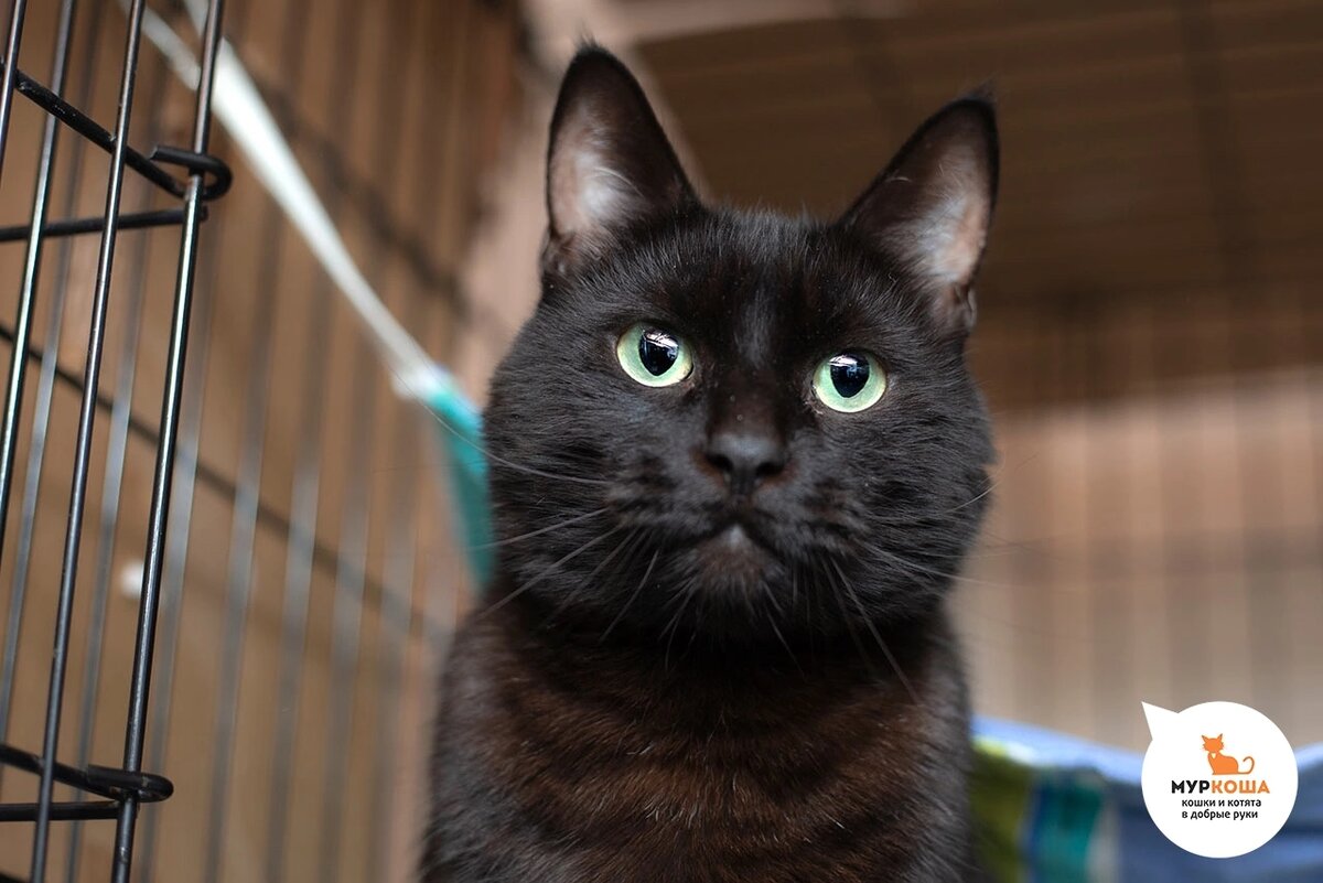 Ламберт домашний котик, жил с Марджери.