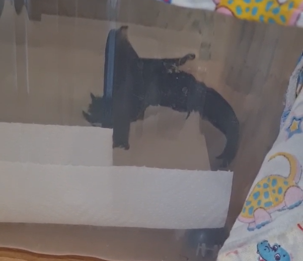 Стрижик встает на хвостик