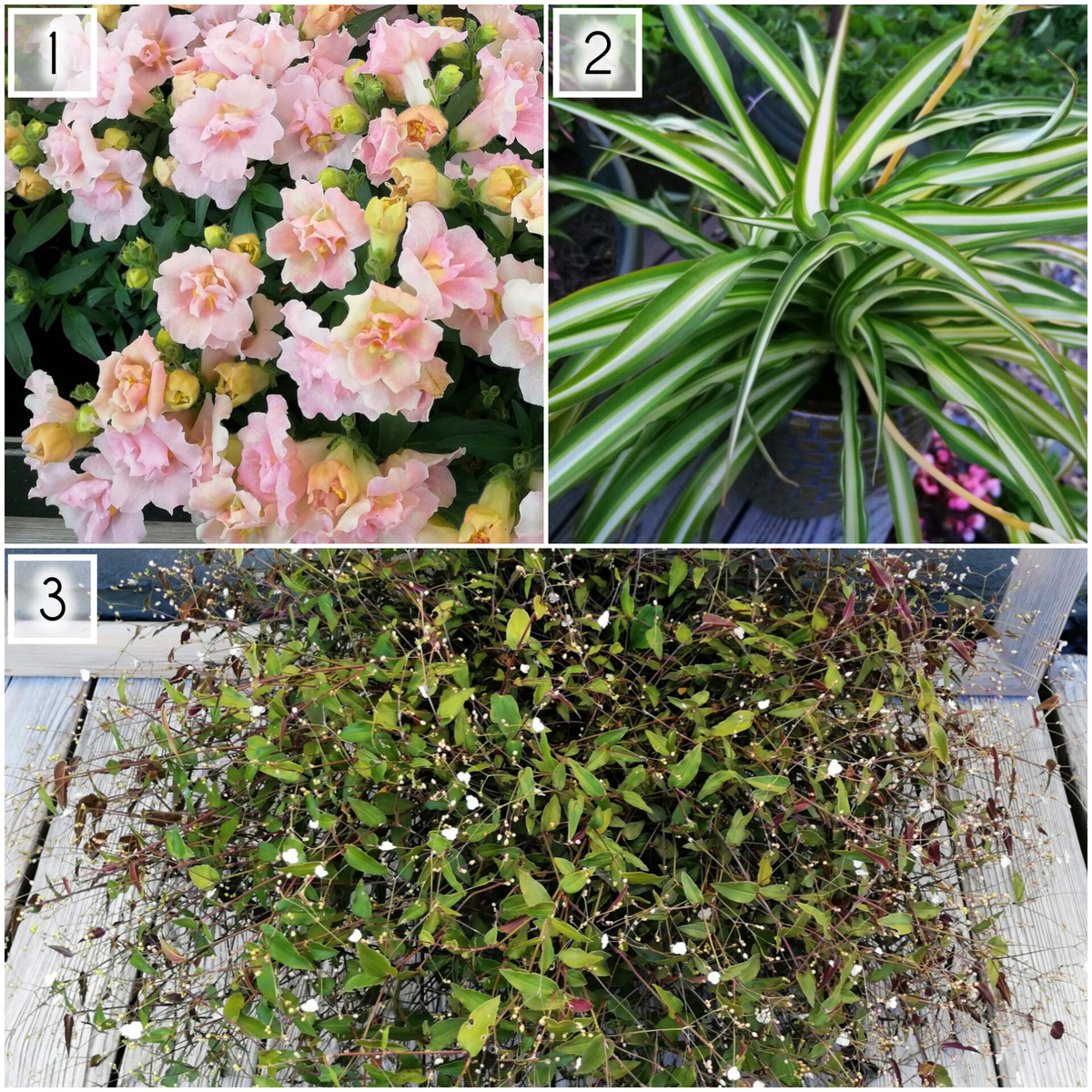 1. Антирринум твинни. 2. Хлорофитум хохлатый вариегатный. 3. Гибазис 'Фата невесты'