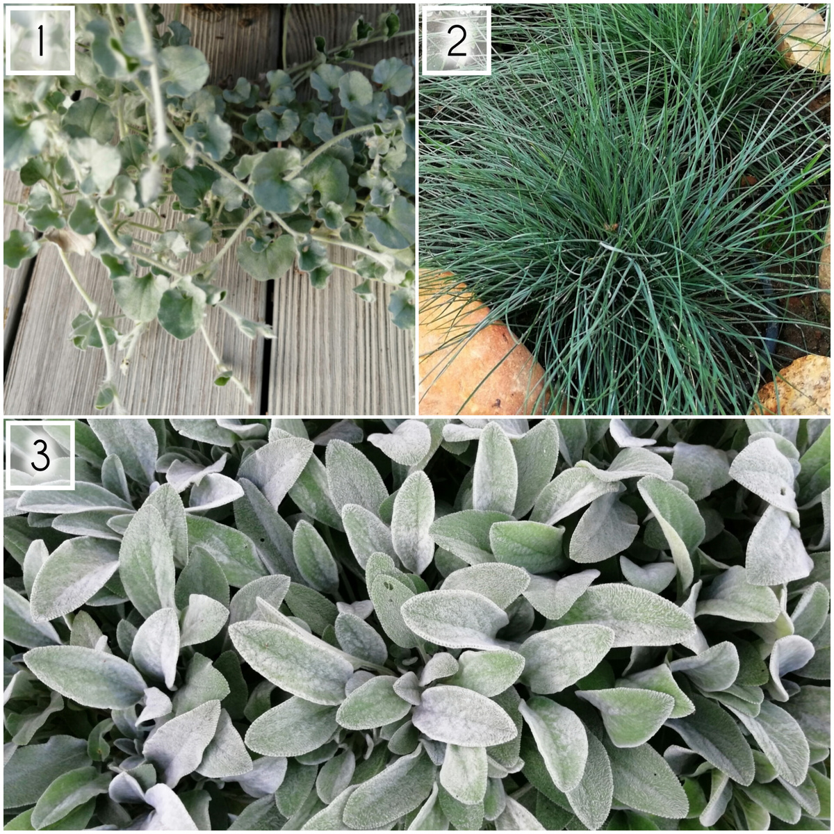 1. Дихондра серебристая 2. Овсяница сизая. 3. Стахис шерстистый 'Овечьи ушки' 