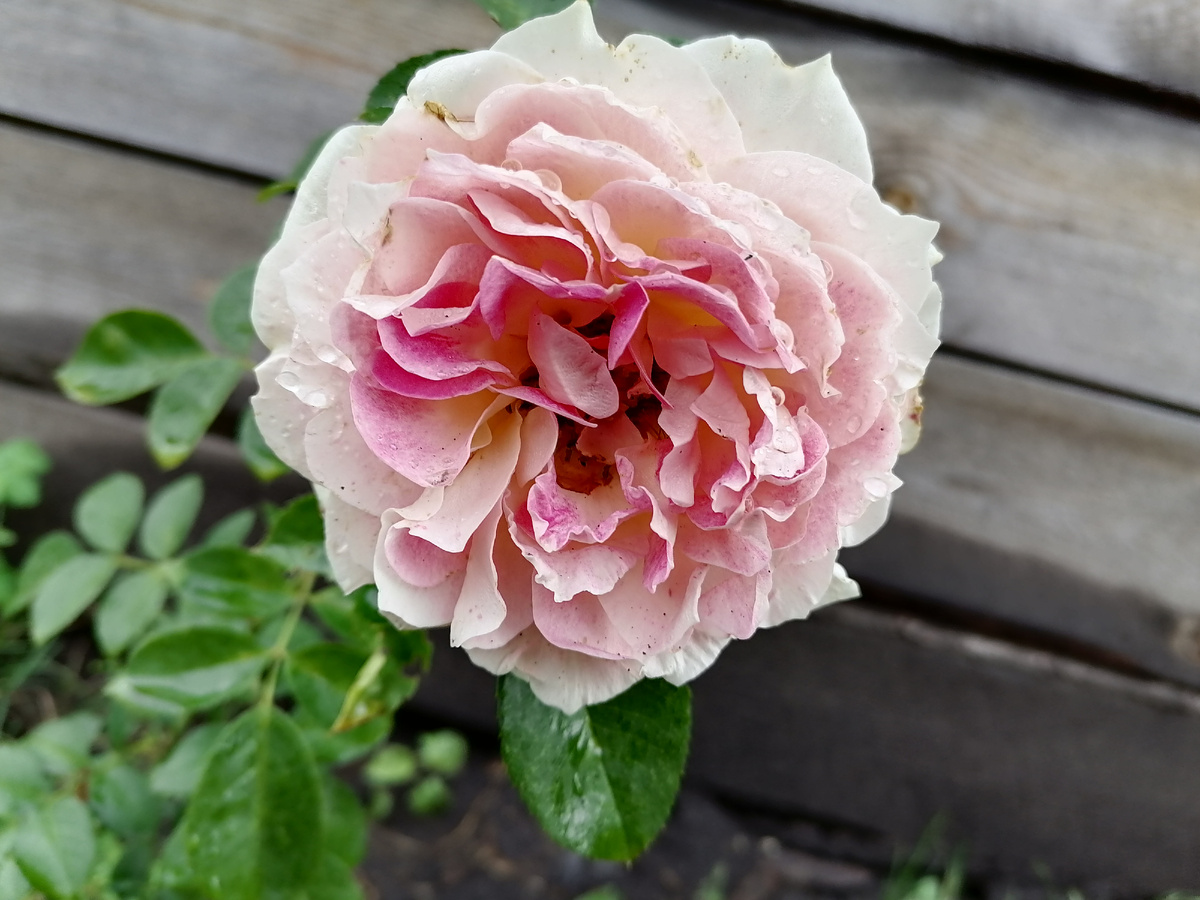 Фотография из личного архива автора