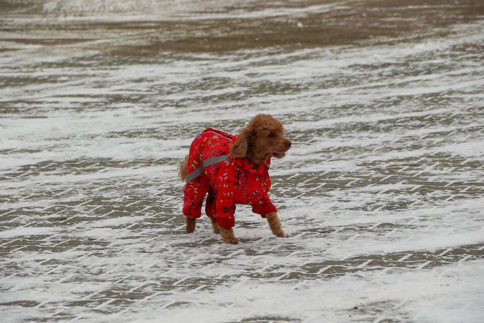    Снег в Барнауле, погода. Источник: Виталий Барабаш