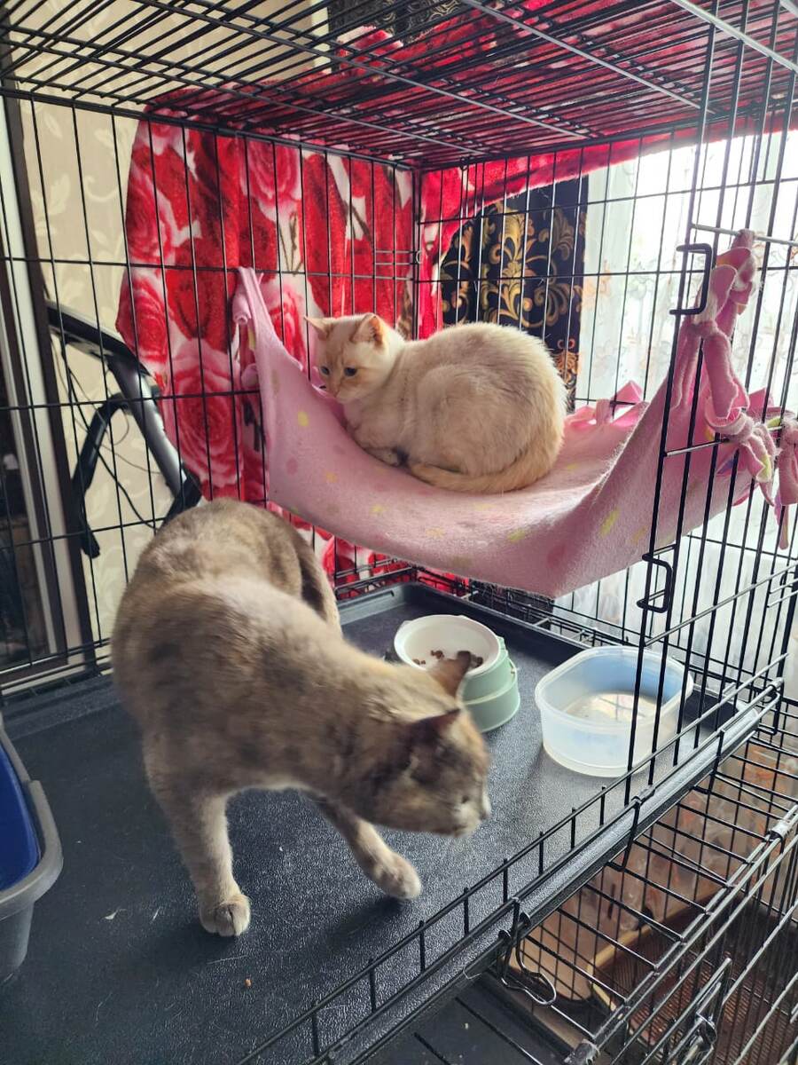 Пушистости, живущие в приюте «Оберег»