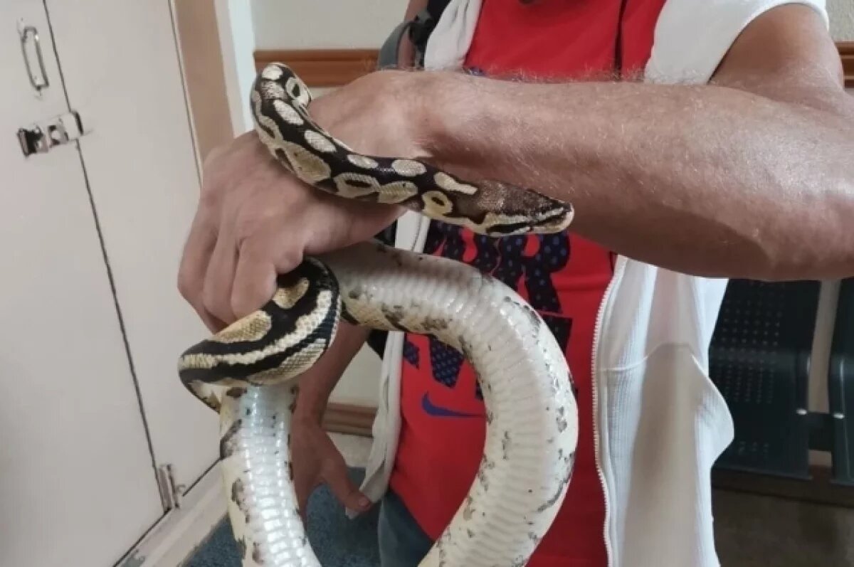    На Камчатке в суды посетители пытались пронести удава и бивень моржа