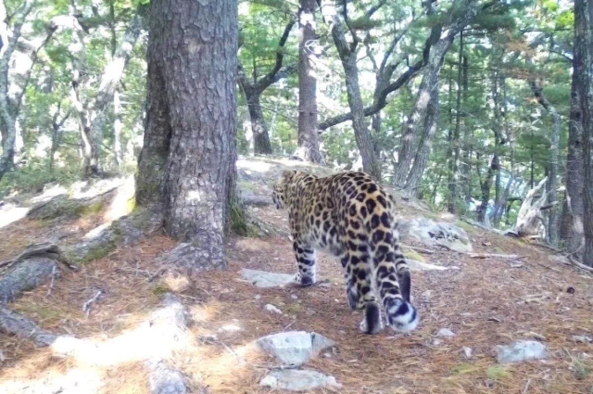    Появление леопарда в Ольгинском районе Приморья обрадовало зоозащитников