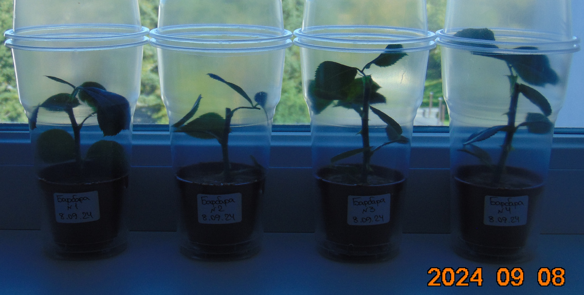 Четыре черенка розы Hommage a Barbara (Хоммаж Барбара) в мини-парниках