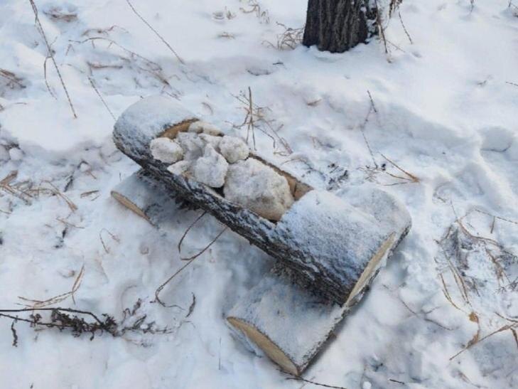    Фото - ТГ-канал минприроды Новосибирской области