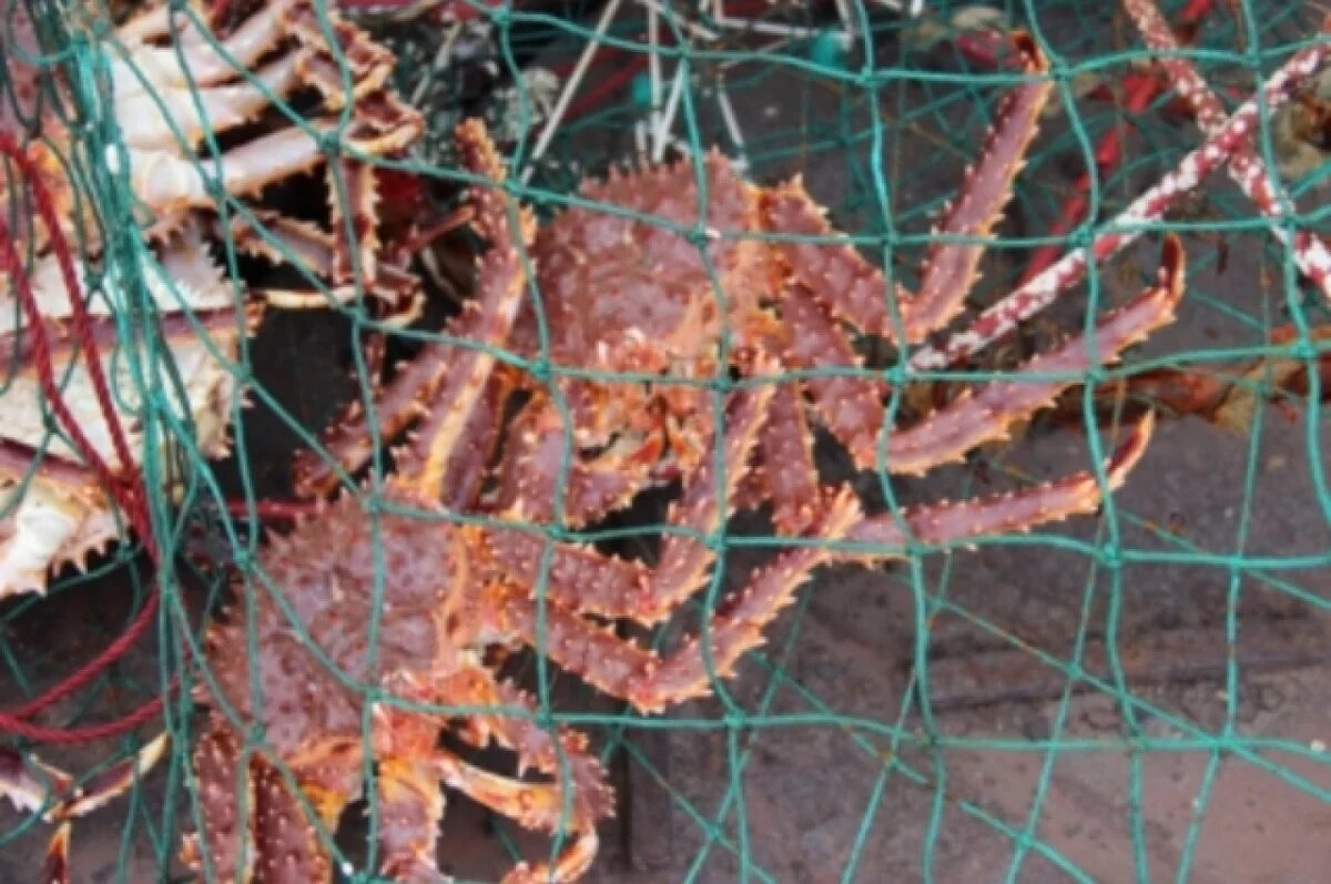    Краболовы в Хабаровском крае ловили краба, но поймали их