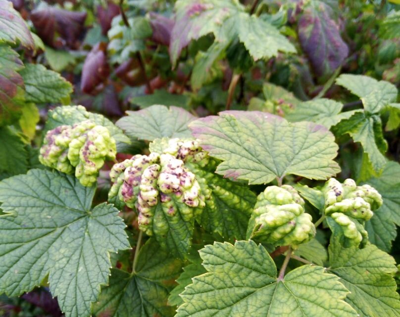 Листья, пораженные галловой тлей