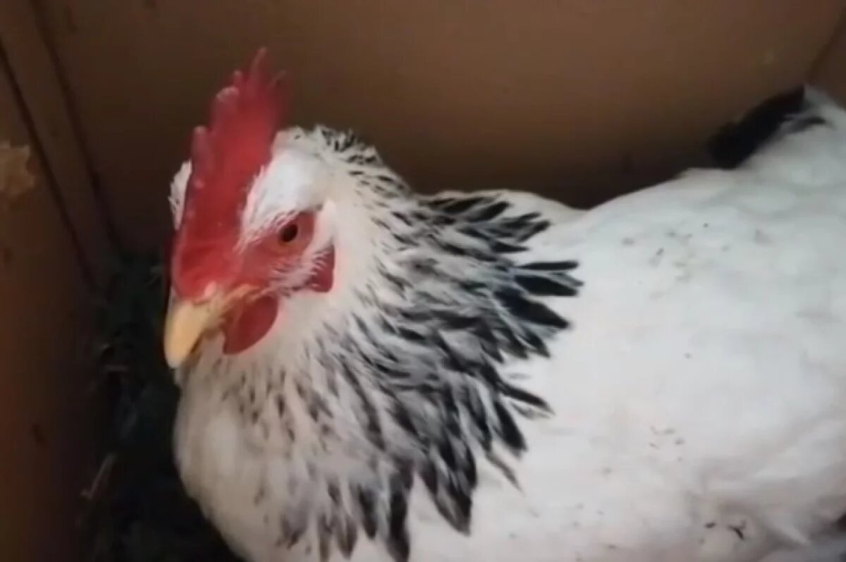    Компания группы «Черкизово» выкупила «Утиные фермы» за 850 млн рублей