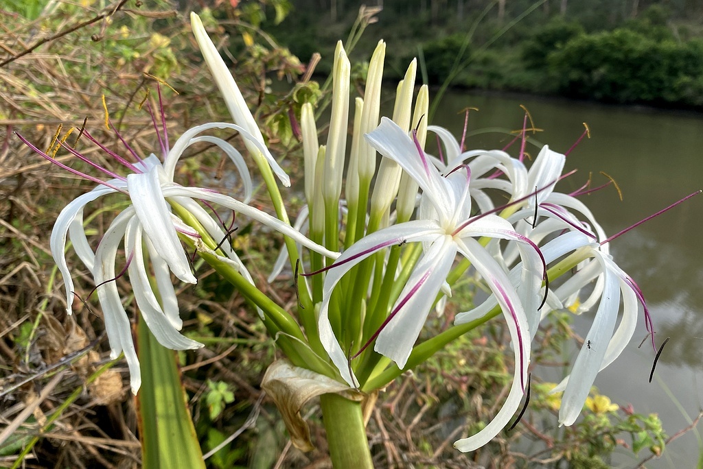 Кринум азиатский, растущий у реки