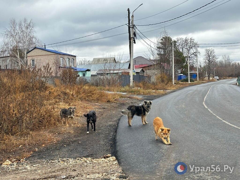    В Бугуруслане тоже ввели режим экстраординарной ситуации по обращению с бездомными собаками