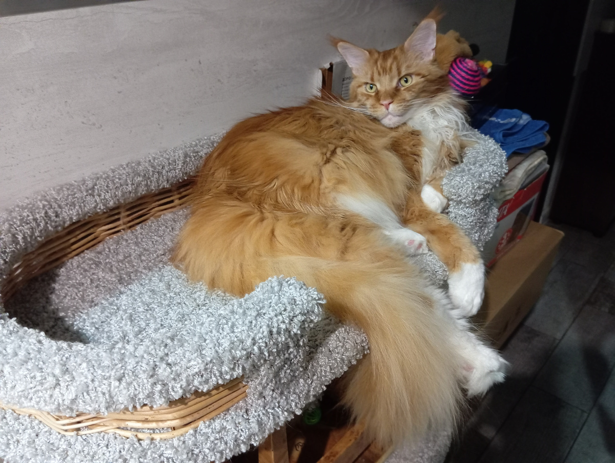 Мейн кун Степа.