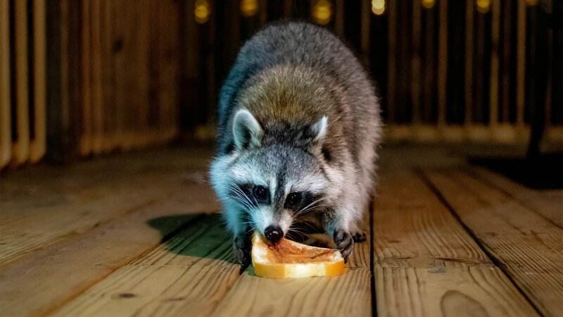     Енот. unsplash.com, Gabriel Tovar