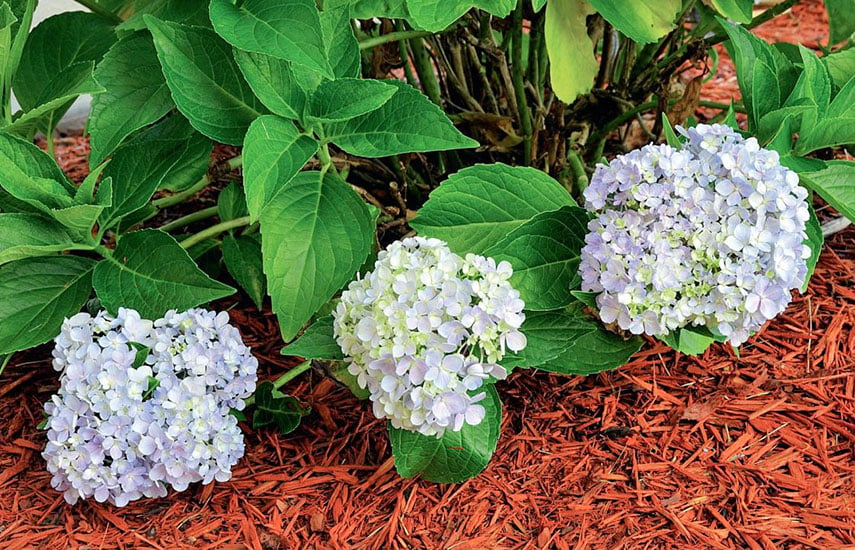 Гортензии – настоящие любители кислой среды. Источник фото: https://abekker.by/articles/kak-pravilno-podkislit-grunt-dlya-gortenzii