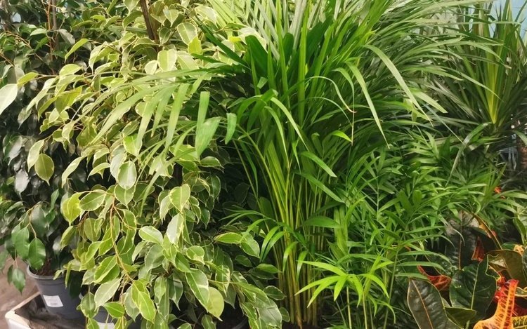    Агрономический робот с ионтронной тактильной сенсорной системой распознает растения и их здоровье в одно касание