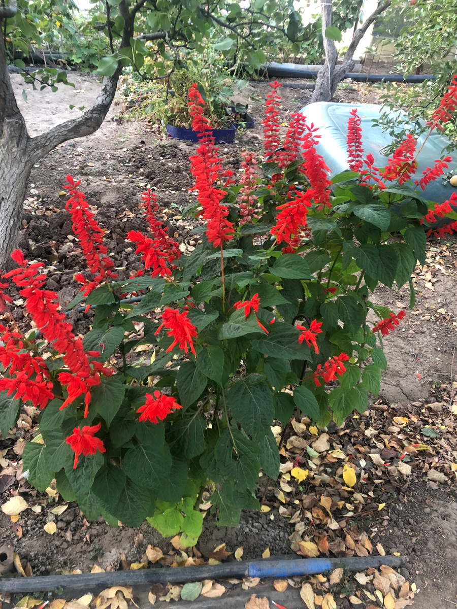 Это Сальвия на даче