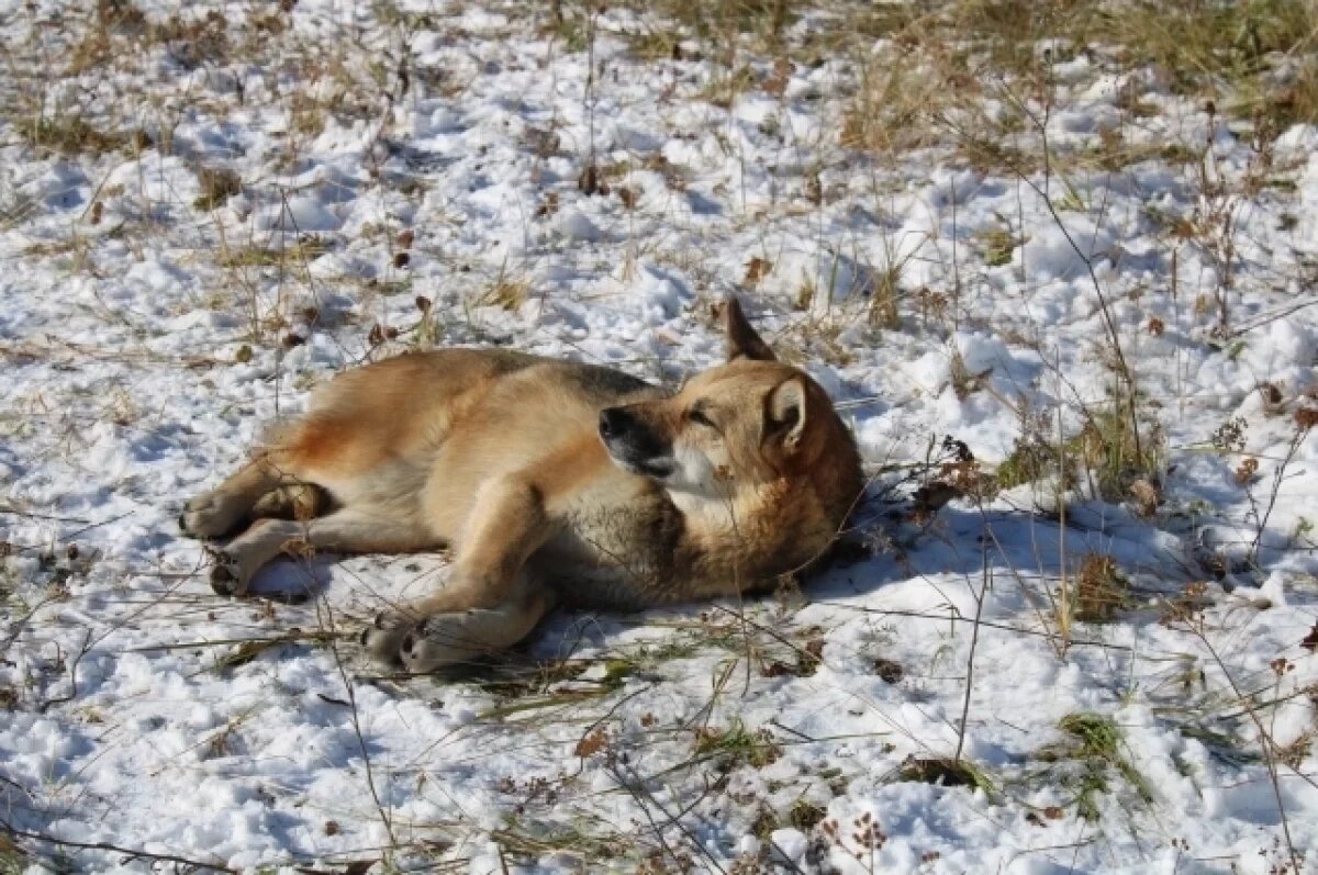    В Омске на улице Малиновского бездомная собака укусила человека