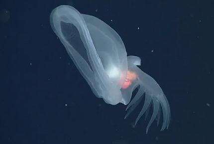 Недавно описанный загадочный моллюск Bathydevius caudactylus. (Изображение предоставлено: © 2012 MBARI)