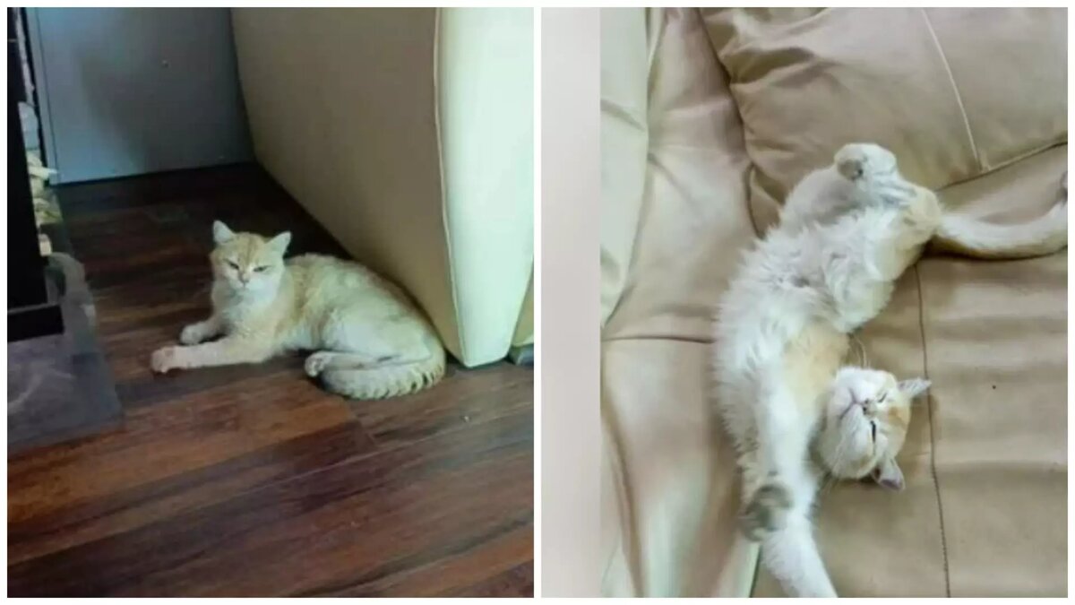     Источник: Авито