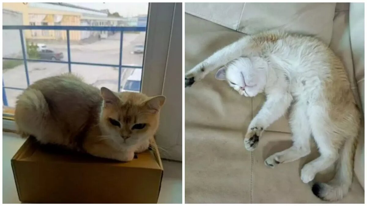     Источник: Авито