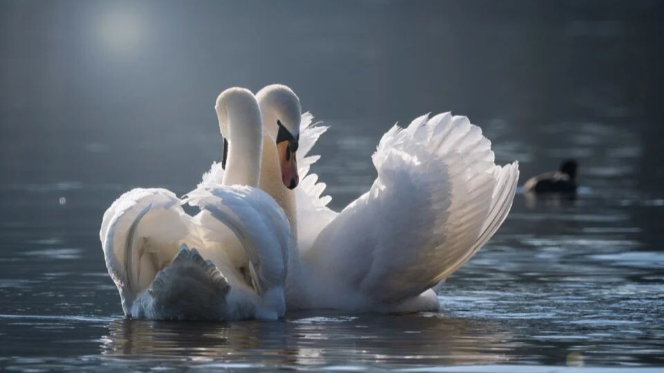    Зимовка лебедей. Источник: pixabay.com