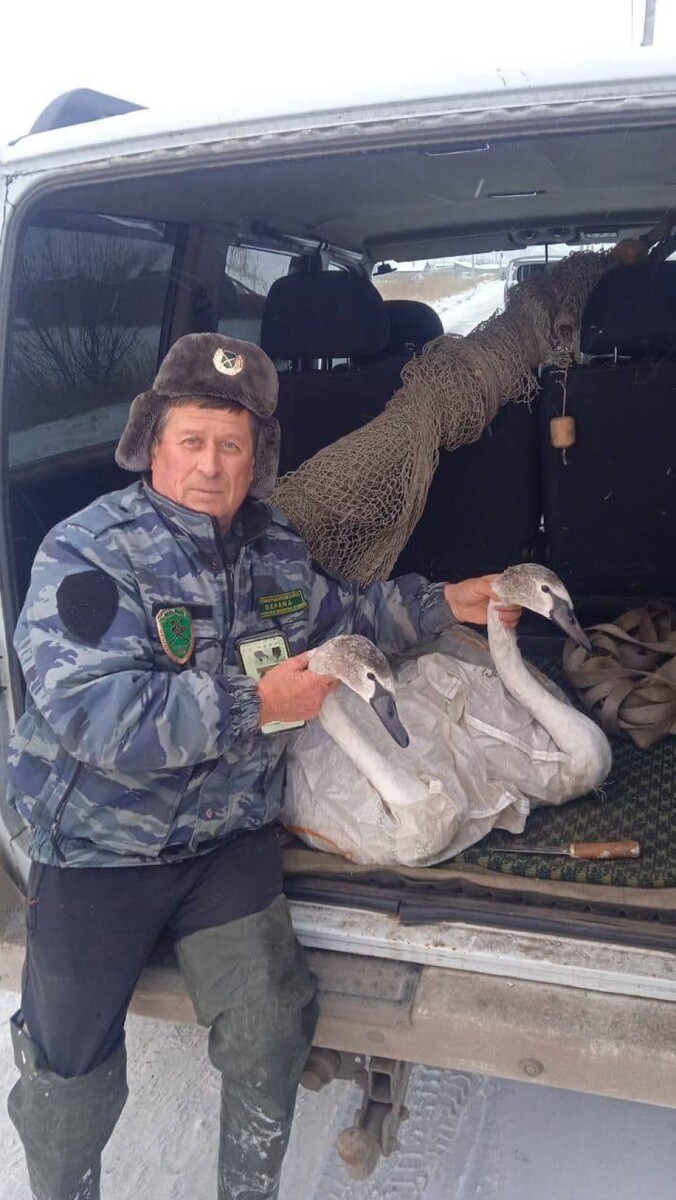    Спасение лебедей . Источник: "Инцидент Барнаул"